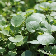 Kapuzinerkresse Kapuzinerkresse